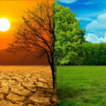 Climate Change: Promote tree planting over lavish parties NCF DG urges Nigerians for use