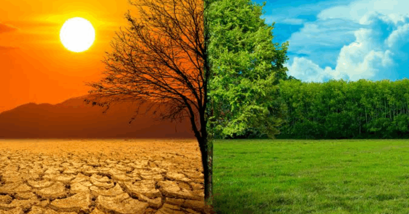 Climate Change: Promote tree planting over lavish parties NCF DG urges Nigerians for use